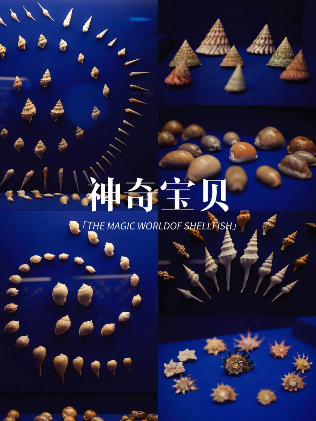 不出成都体验赶海🌊带上你的宝贝来看宝贝👀