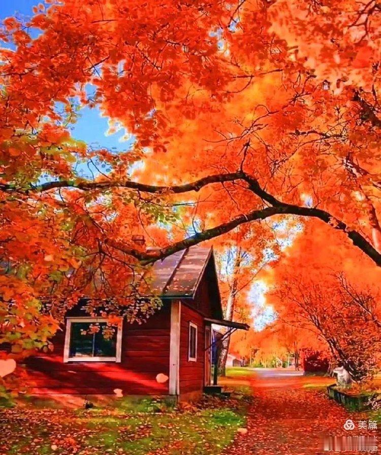 ' 枫叶没有其它树叶那么温柔多情，它用孤傲的身姿成全了晚秋最后那抹颜色……  早