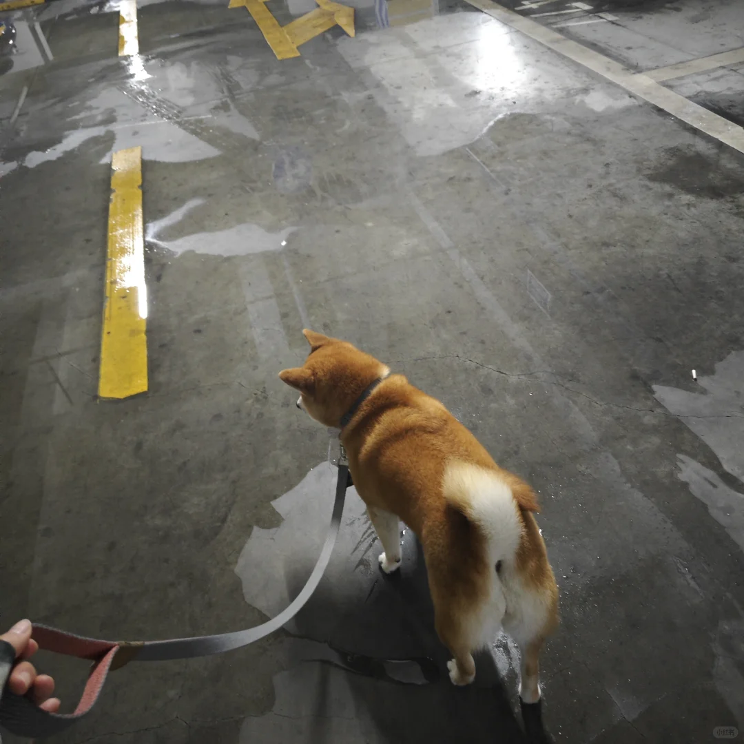 脚绝对不能湿的柴犬