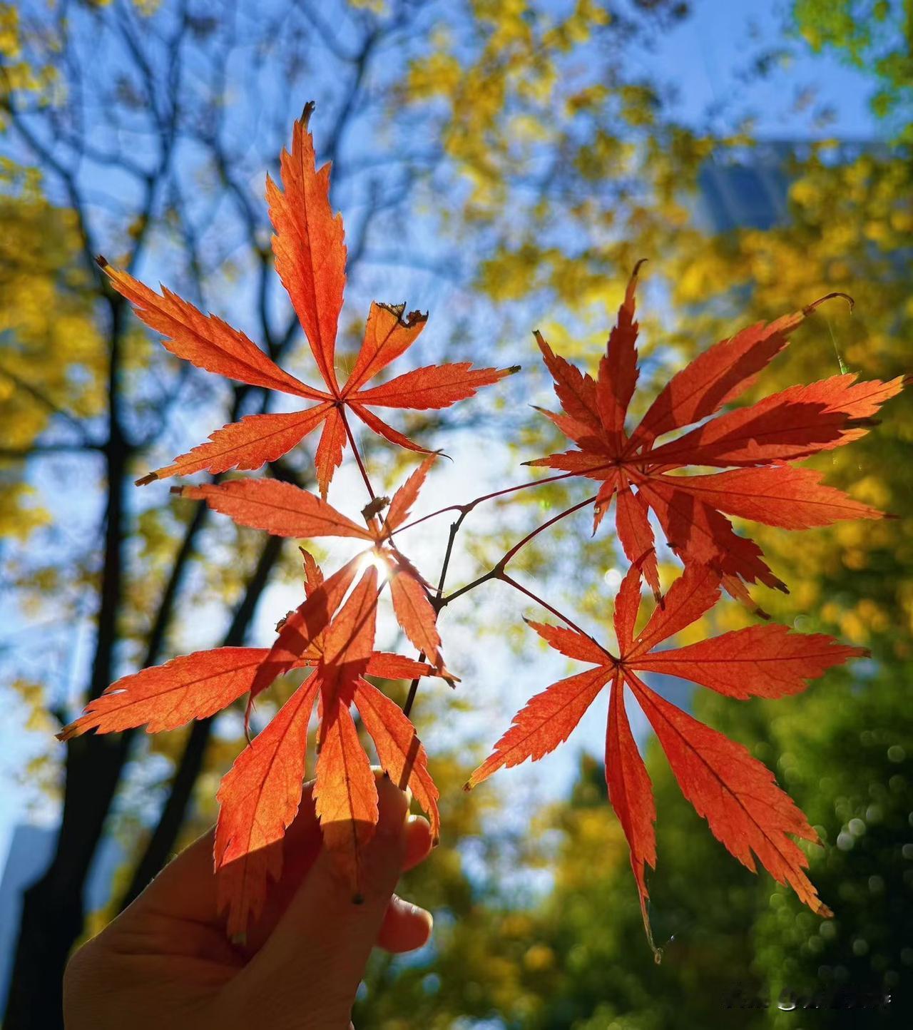 警惕补钙不当致血管硬化
补钙不当致血管硬化，是现代医学和营养学领域一个被广泛讨论