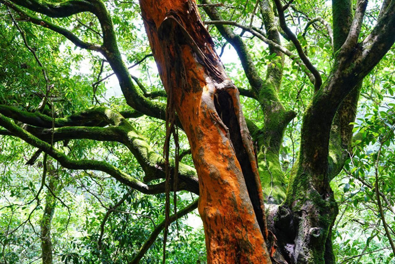 肝血不足，身体 “叶枯枝萎”！一个中成药补肝、健脾、固肾，重焕生机
大家好，我是