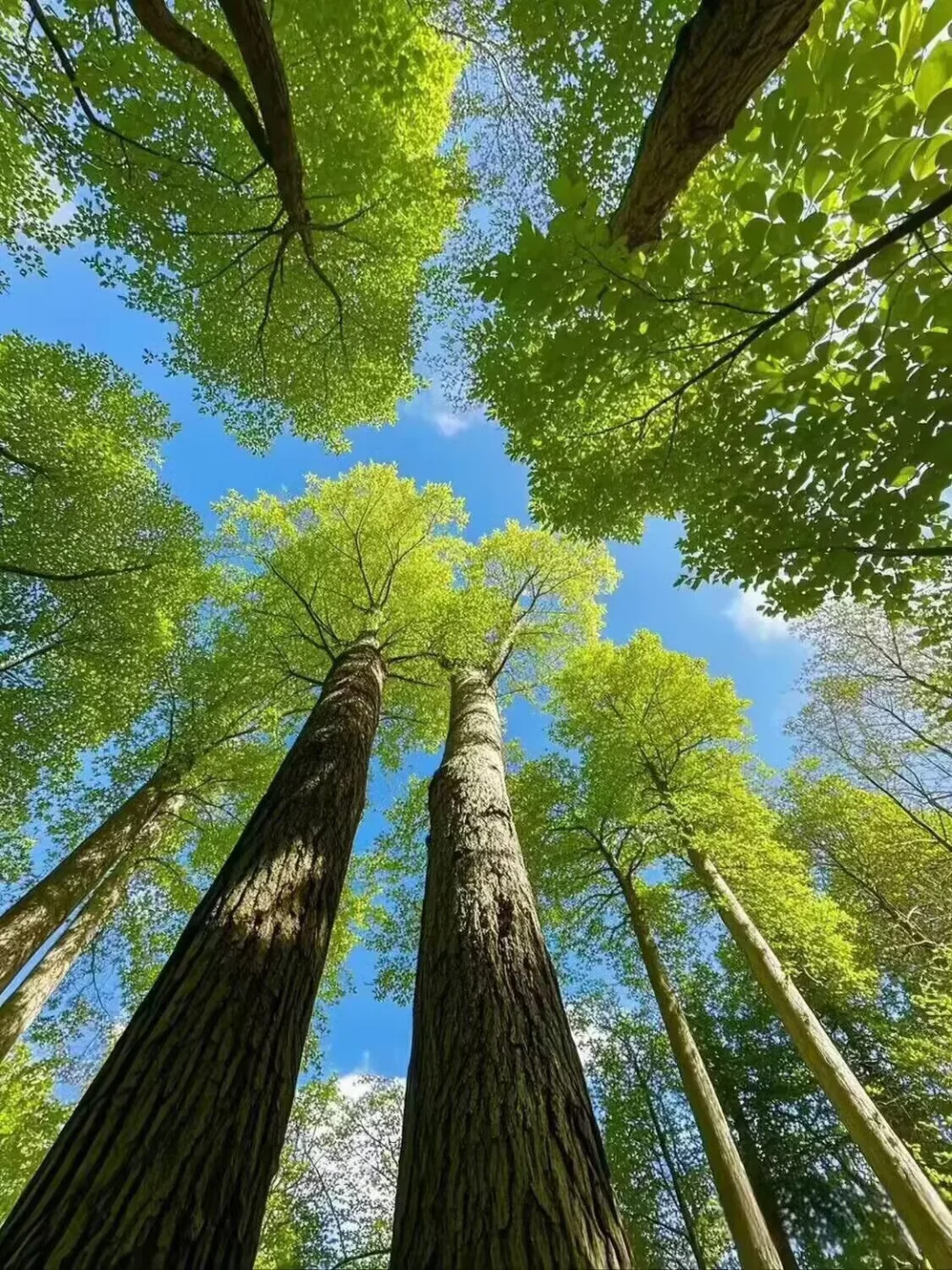 植物疗愈｜被绿氧包围的森林🌳