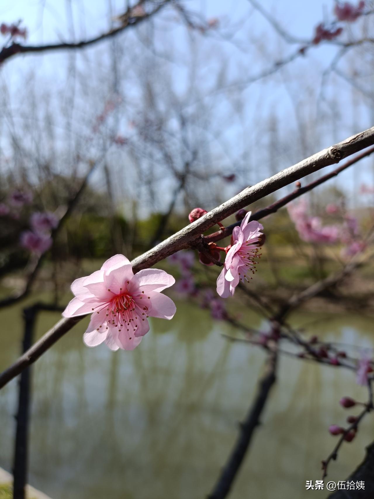 我写头条，是从退休后开始写生活中的碎碎念，顺便得个分、角、元的奖励。[黑线]
