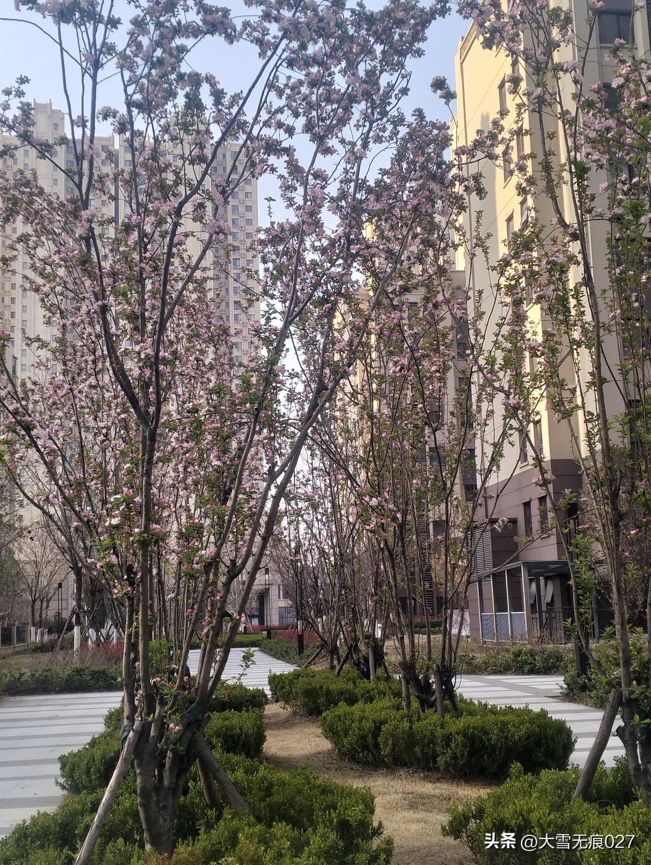 昨晚，下班拐进小区，被满树花撞了个满怀！
周二下班回家，刚拐进小区步道，直接看愣