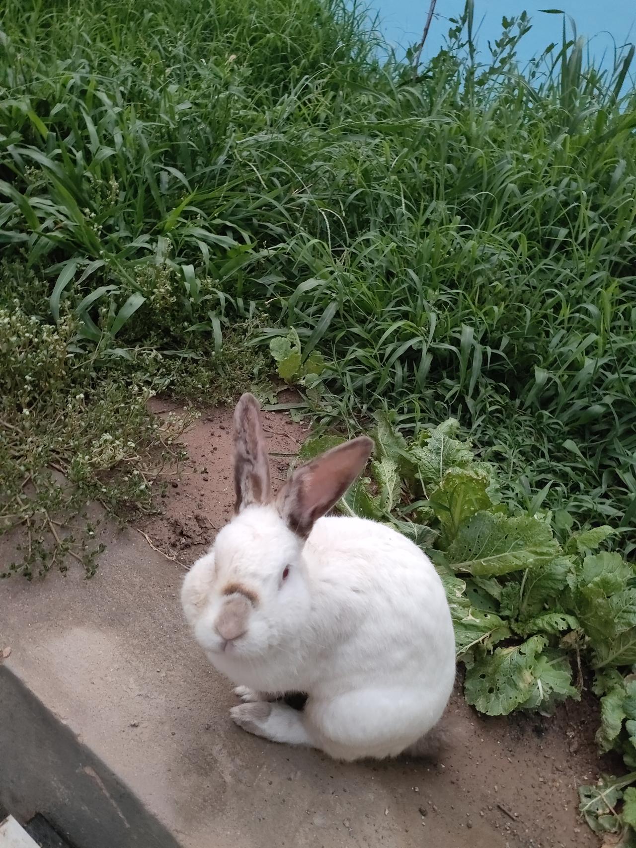 分享拍到的兔子青草为伴，庭院为家，小兔子安然静坐，治愈了夏日的琐碎日常。兔子治愈