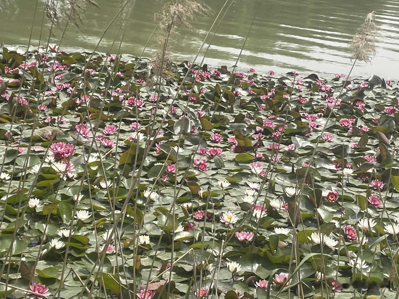 【卜算子•春暮见飞花】
春暮见飞花，顺水悠悠下。
濯手清波有淡香，势把春风驾。