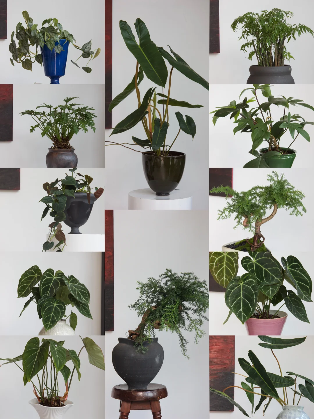 新入的绿植，好喜欢～🌿