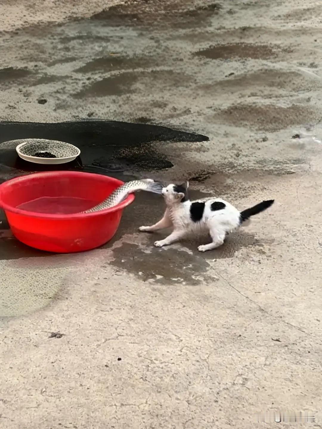 小奶猫偷大鱼吃，东张西望，贼头贼脑，十分可爱，可是大鱼太重拖不动，只能现场一口一