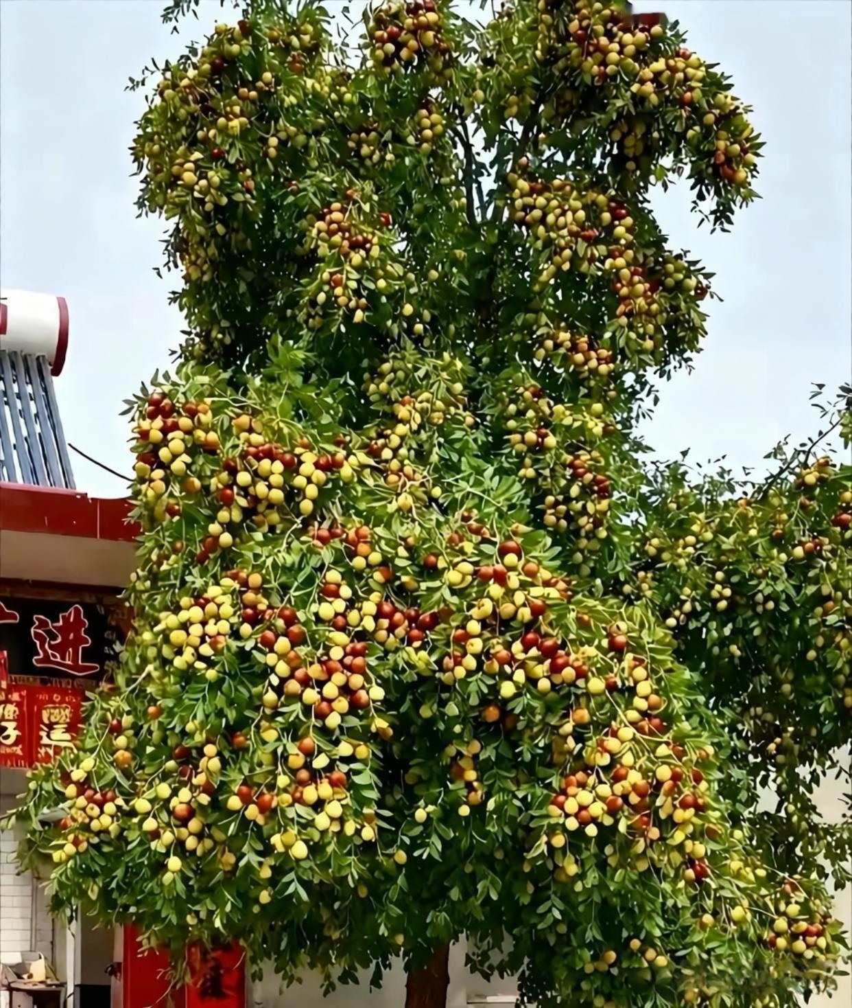 这是来报恩的吧！ ​​​