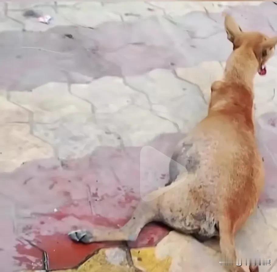 怀孕的流浪狗妈妈过马路时被一辆骑摩托车的男子撞伤，无良的男子逃之夭夭，孕狗趴不起