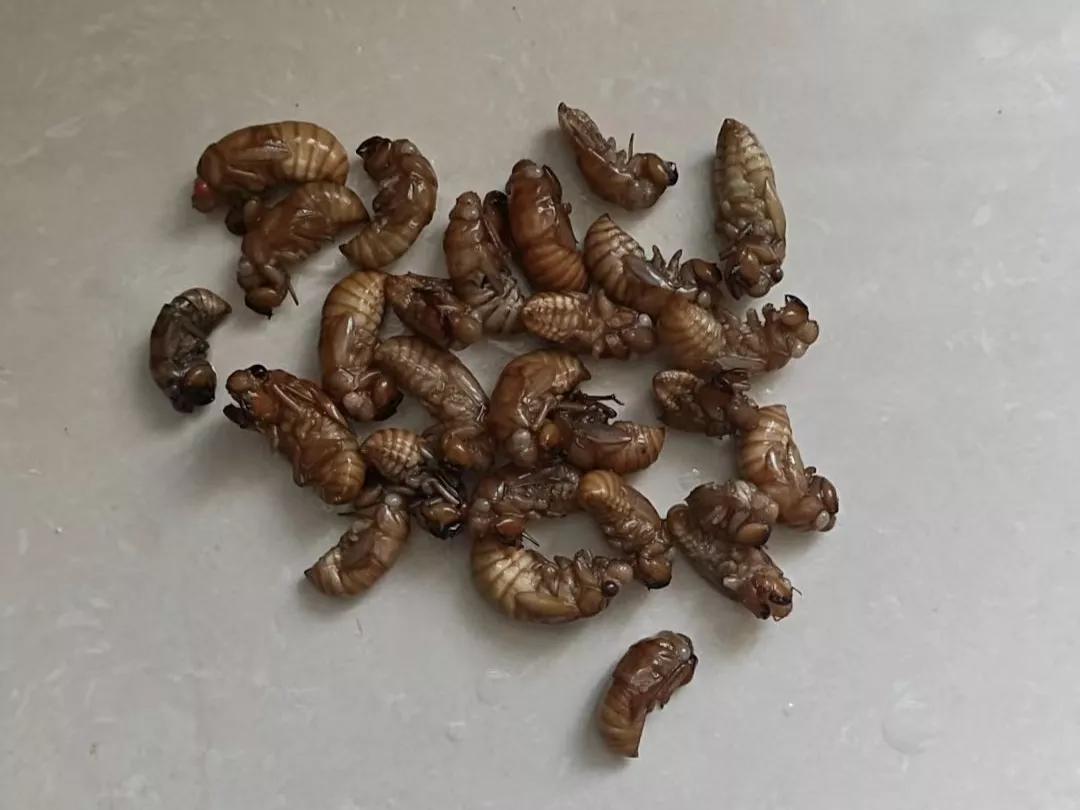看着同学花“巨资”买来的金蝉，我忍不住笑出了猪叫声，他的两个女儿更是满脸嫌弃，而
