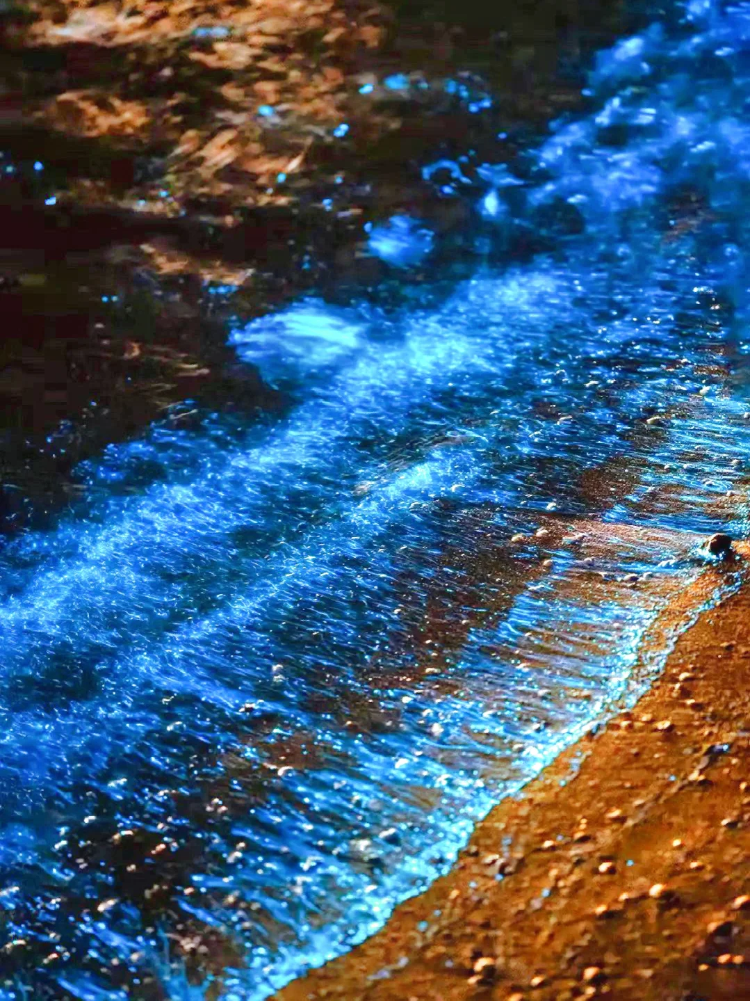 天呐 🔊 深圳西涌惊现蓝眼泪