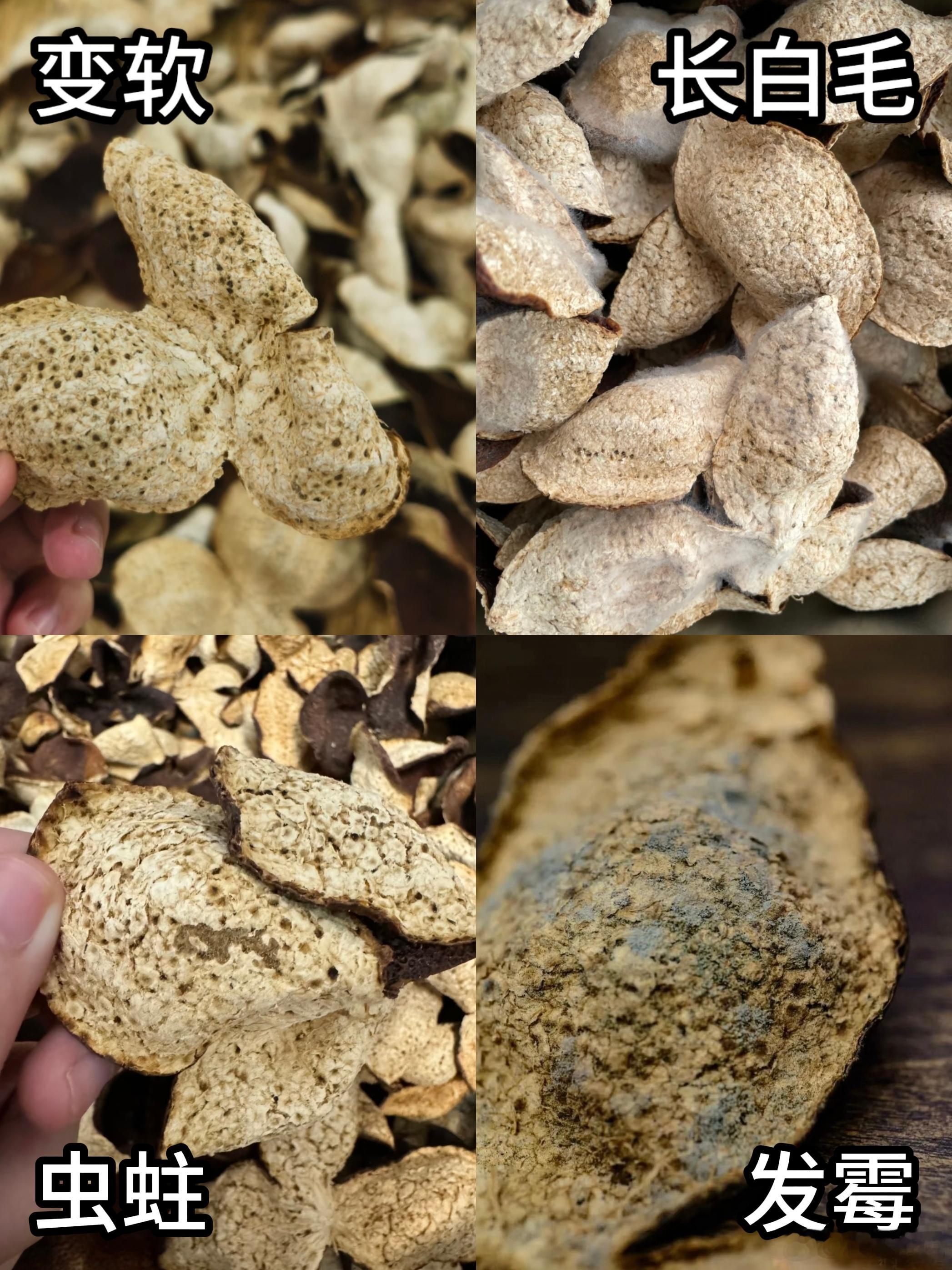 新会陈皮长毛、虫蛀，到底要不要扔掉？很多茶友都爱囤新会陈皮，只要存放得当，年份越