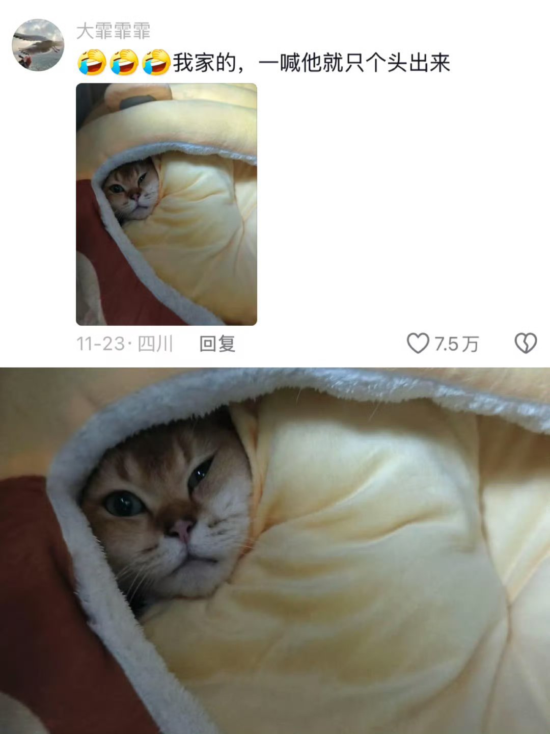 小猫咪的过冬方式，哈哈都太萌了吧！ 