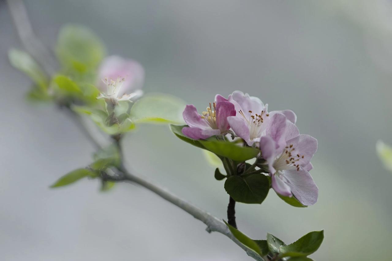 美姿绰约的垂丝海棠花