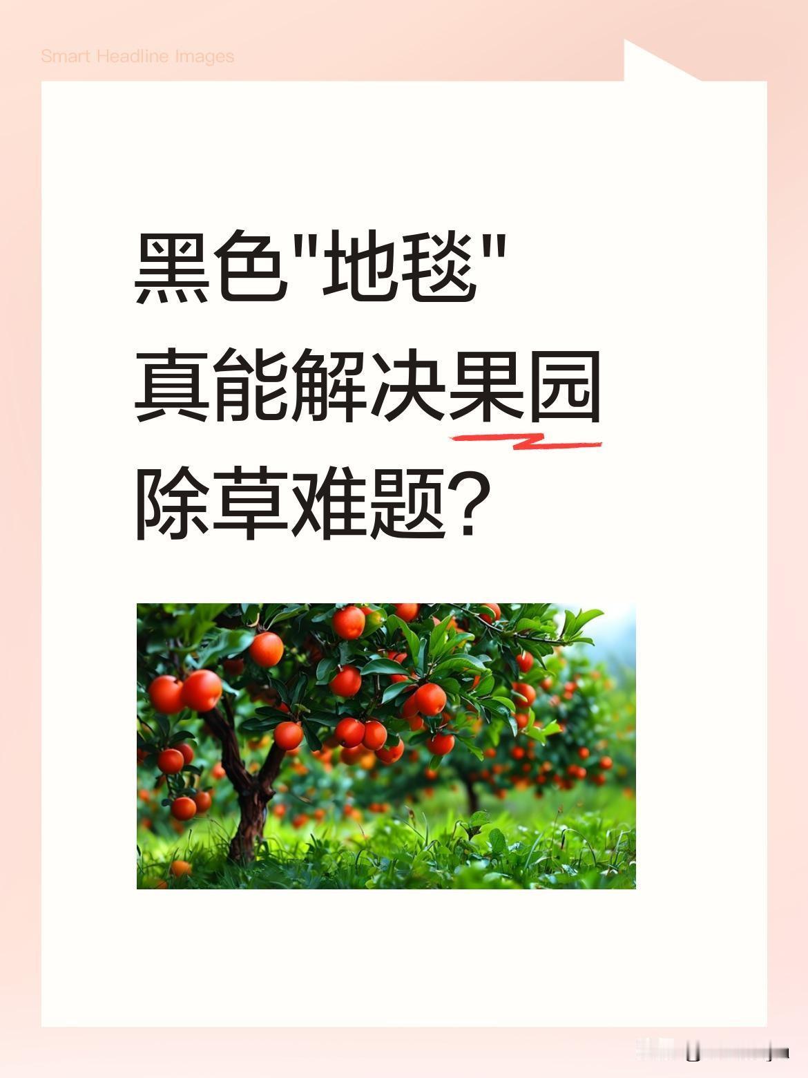 黑色"地毯"真能解决果园除草难题？
果农大哥给果树铺的黑色"地毯"，其实是果园防