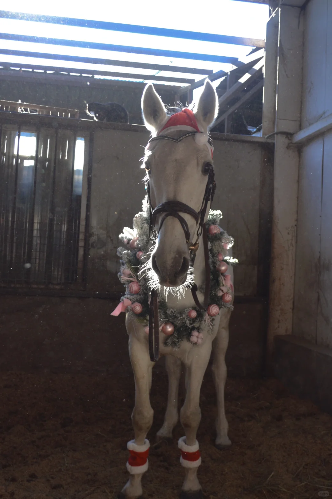 🧣圣诞小马🛷