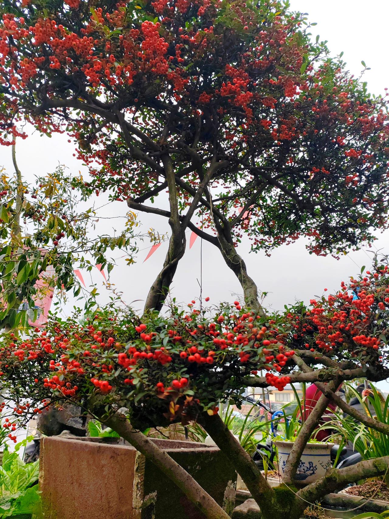 “红果挂枝头，春意满园秋”。古诗里也说“霜色初凝枝未老，一簇丹珠破晓寒”，红果在