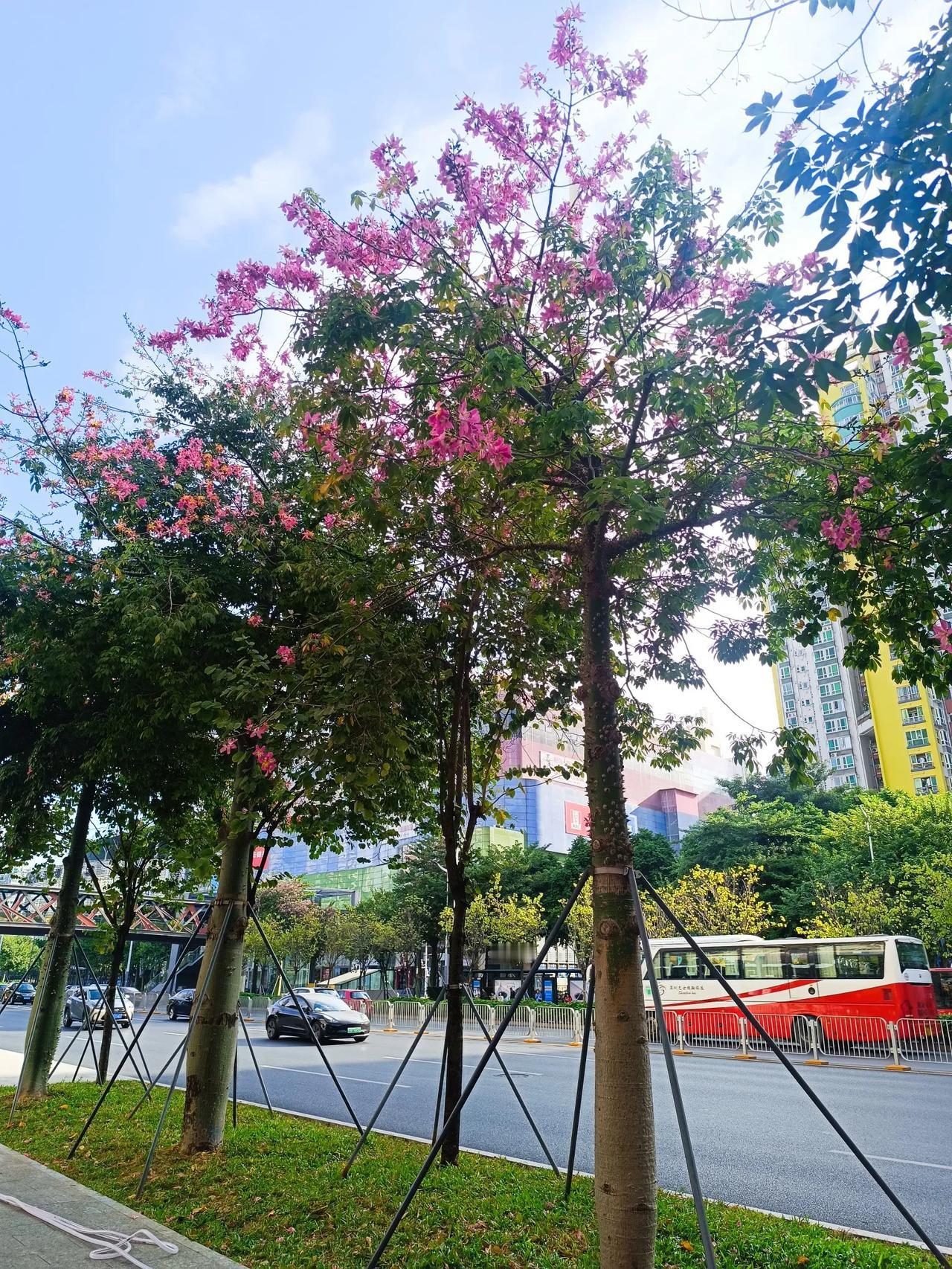 #秋季日常随手拍# 
街头红树映彩霞，繁华都市尽眼前。
#身边映眼是美景#