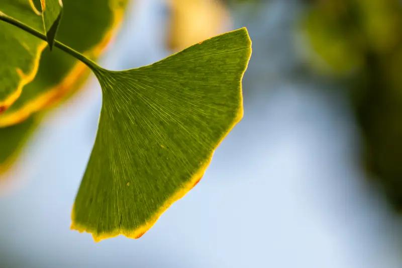 而且重要的日子里，也在这美好的秋日里，这个时候别忘了为老人祈福增寿。吃重阳糕、饮