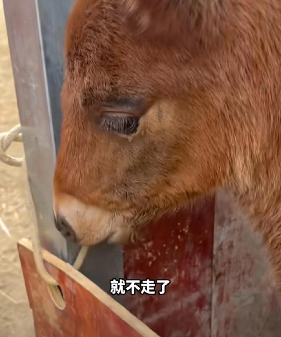 看哭了！小马出生14天母马得急性肠梗阻去世，小马盯着母马的尾巴毛抑郁流泪！1月1