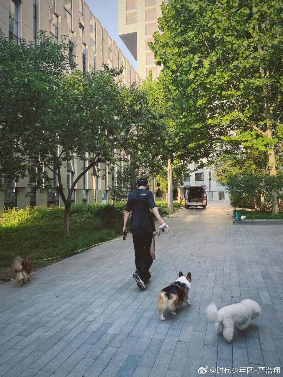 严浩翔遛狗治愈时光严浩翔遛3只狗 严浩翔遛狗治愈时光，可爱 ​​​