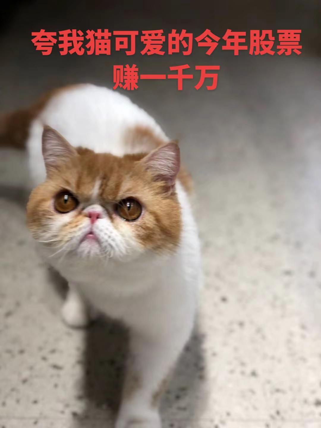 夸我猫可爱的今年股票赚一千万。加菲猫 宠物猫 矮脚猫 金渐层