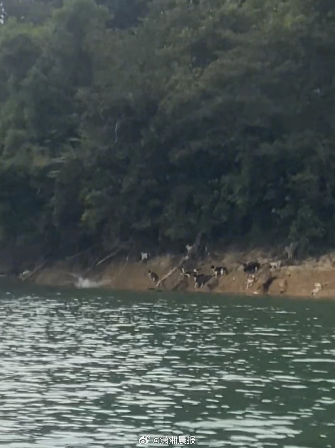 #放生大量猫咪的水库是居民饮用水源#【广东清远#有人水库边放生大量猫有猫应激跳水