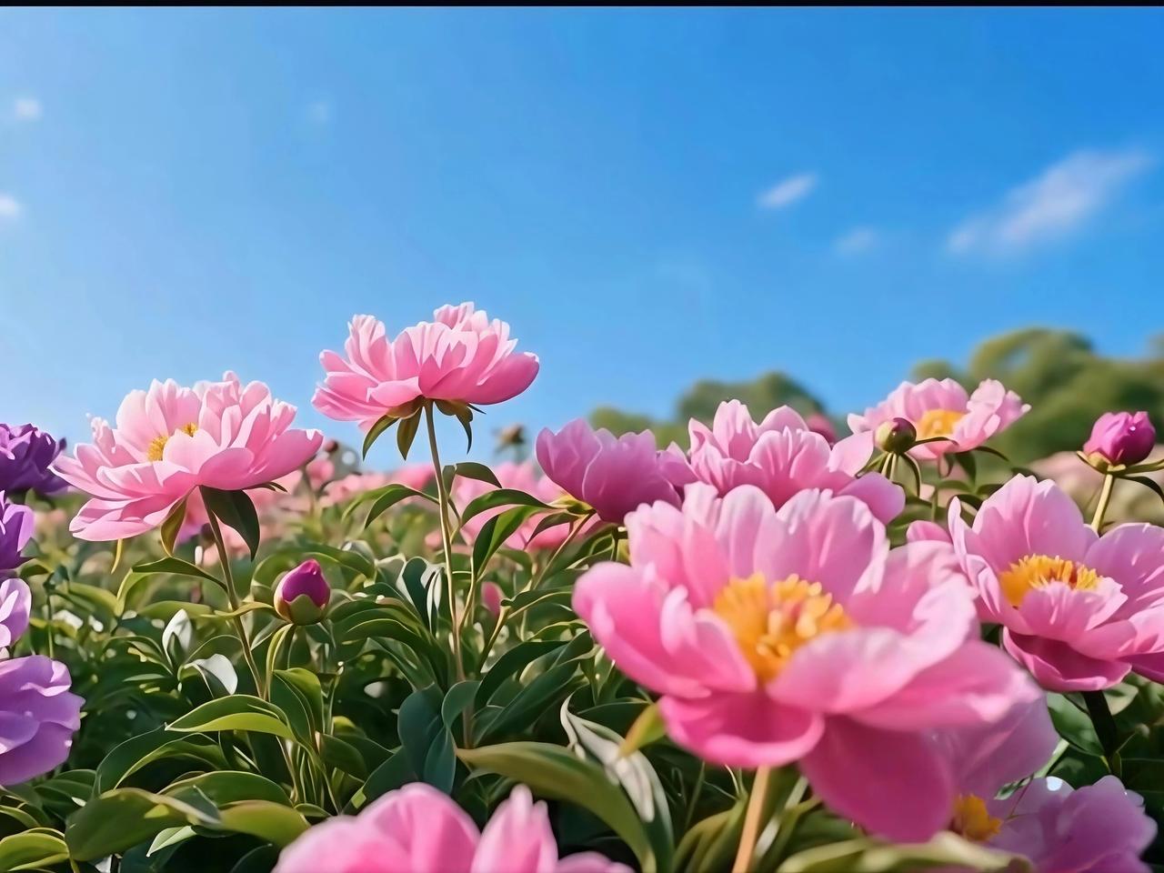 相册里的花花草草，记录着无数美好瞬间。蓝蓝的天空下，鲜花盛开，那景色美得让人窒息