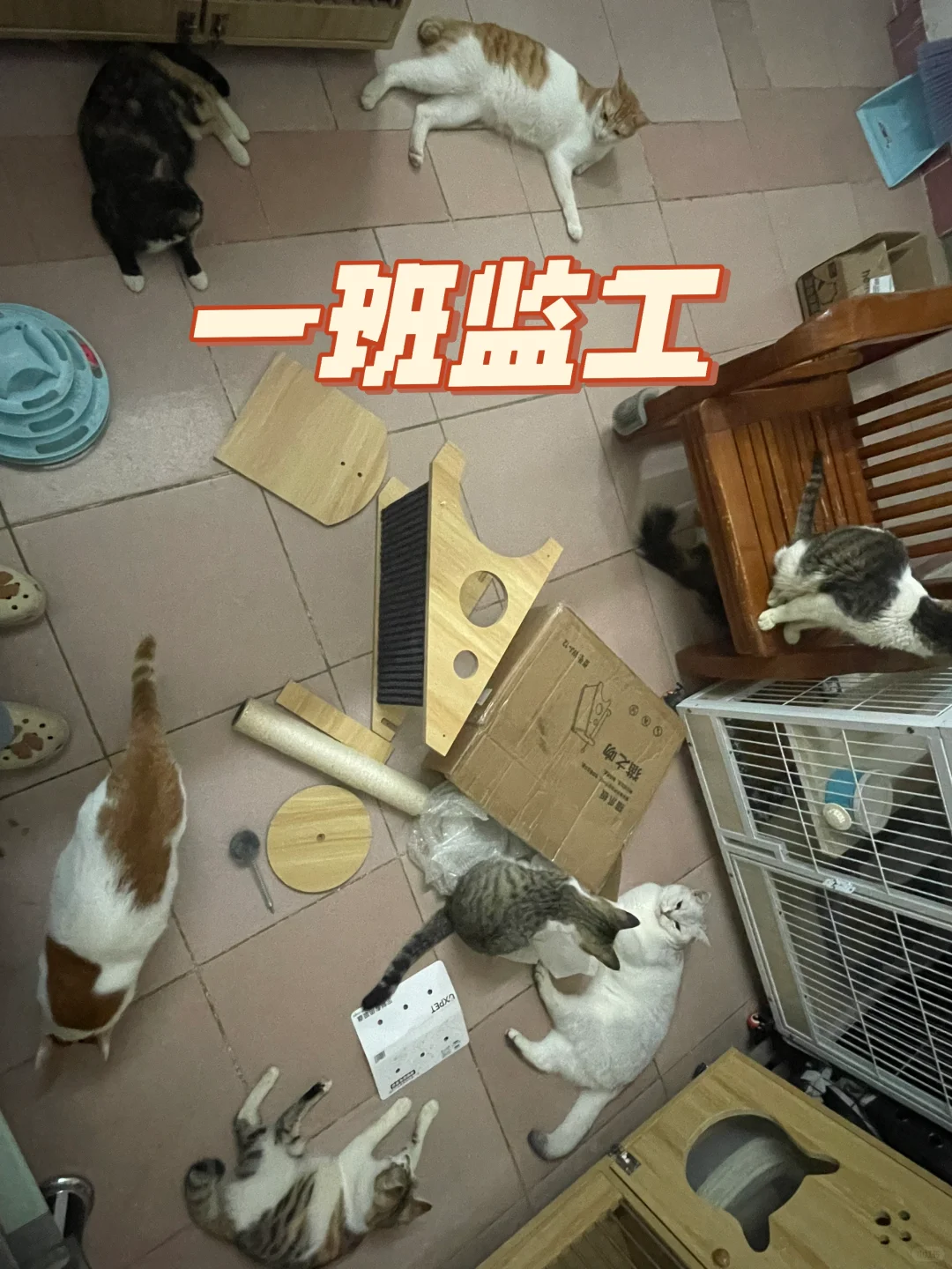 买了一个猫抓架回来装拼