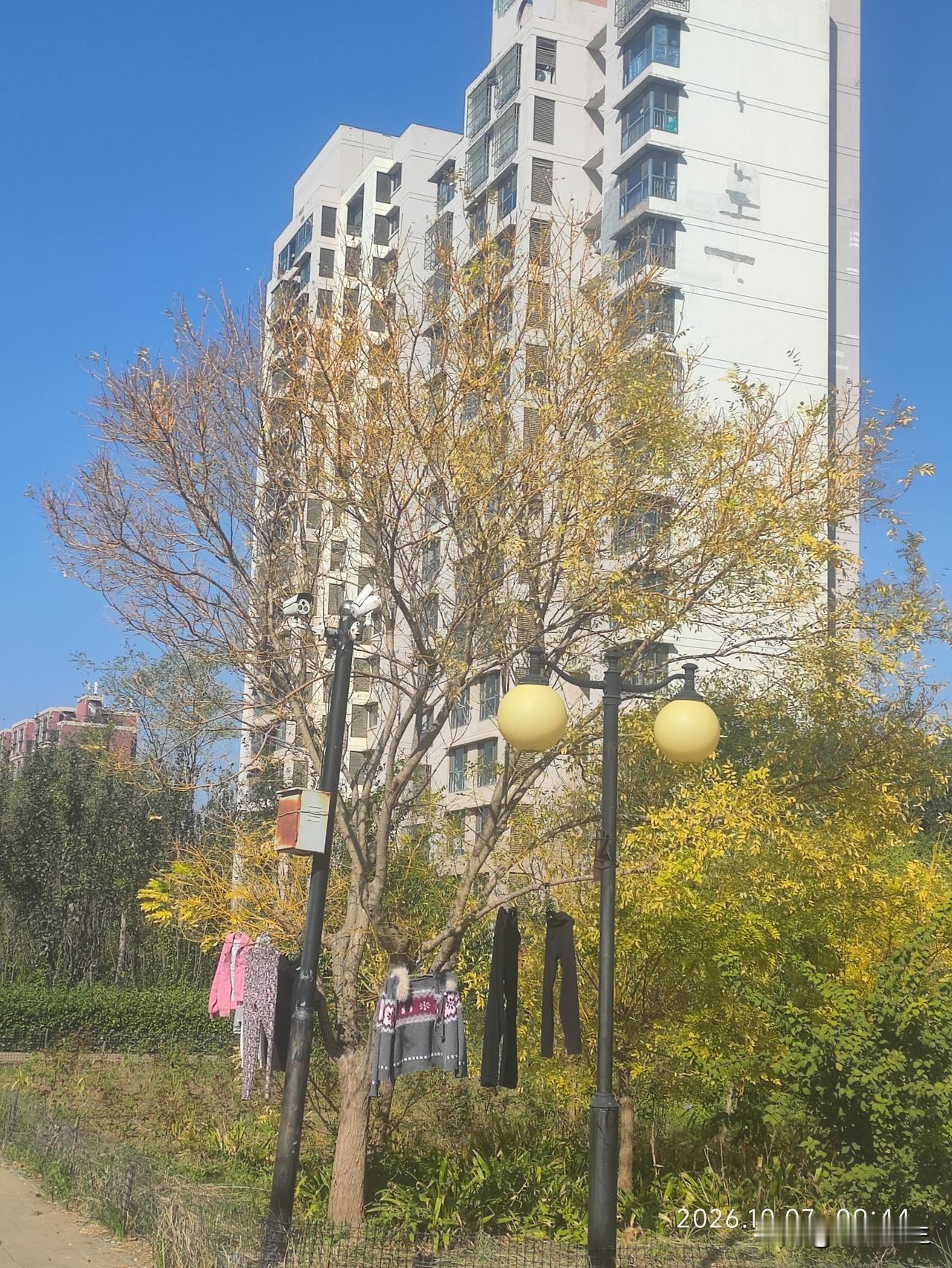 晴空万里，秋意渐浓。小区里的树木染上金黄，在蓝天映衬下格外好看。树下随手晾晒的衣