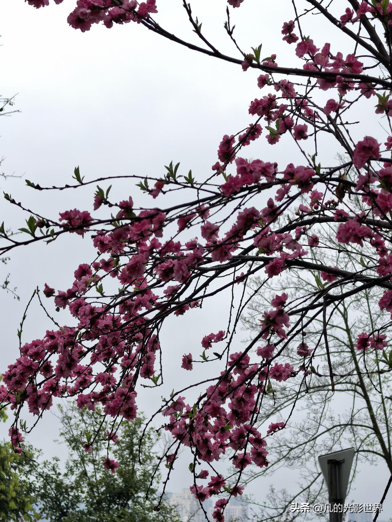 最近去南滨路溜达，那桃花开得叫一个灿烂，粉花满枝头，真是春意满人间！想起1月，南