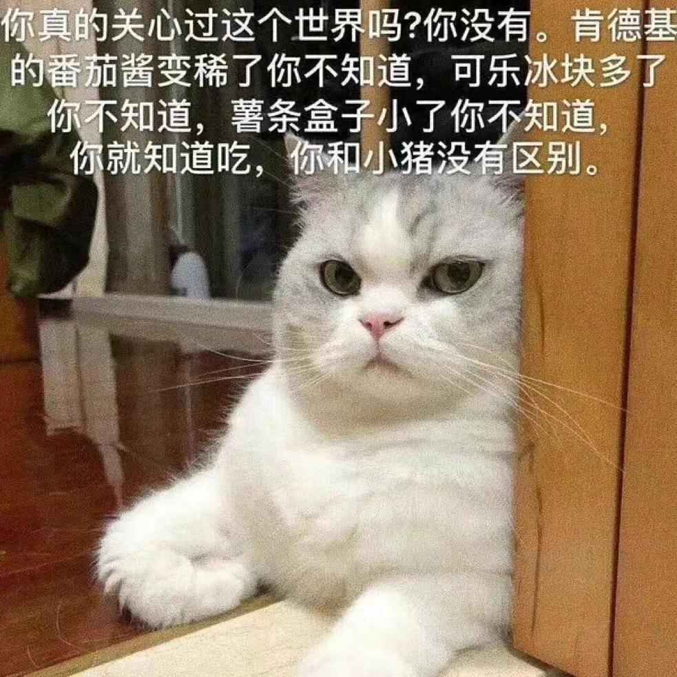 你和小猪没什么区别。猫咪表情包