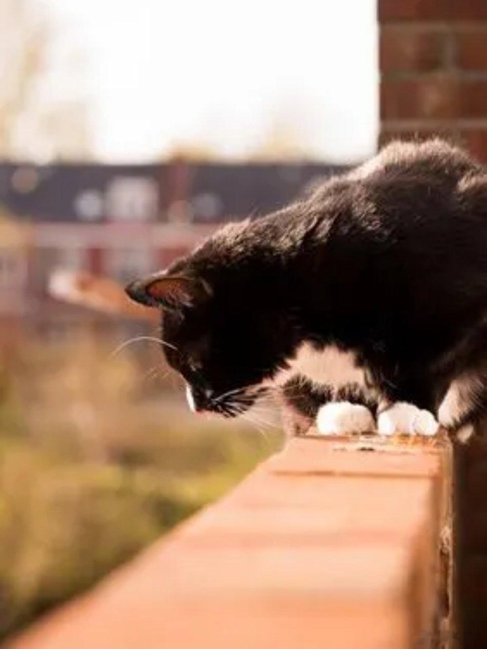 压力大的可以看看拼多多法务部最近KPI压得心慌？去看看那家“9999+”案件的公