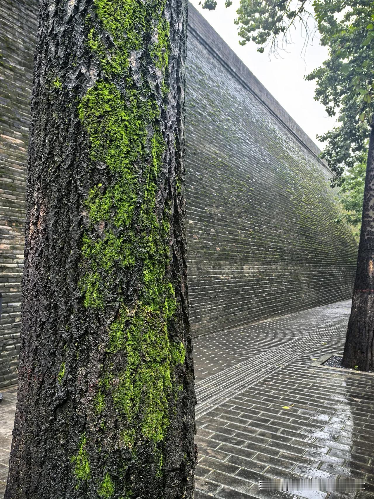《古树》
一一係凝（唐）
古树欹斜临古道，枝不生花腹生草。

行人不见树少时，树