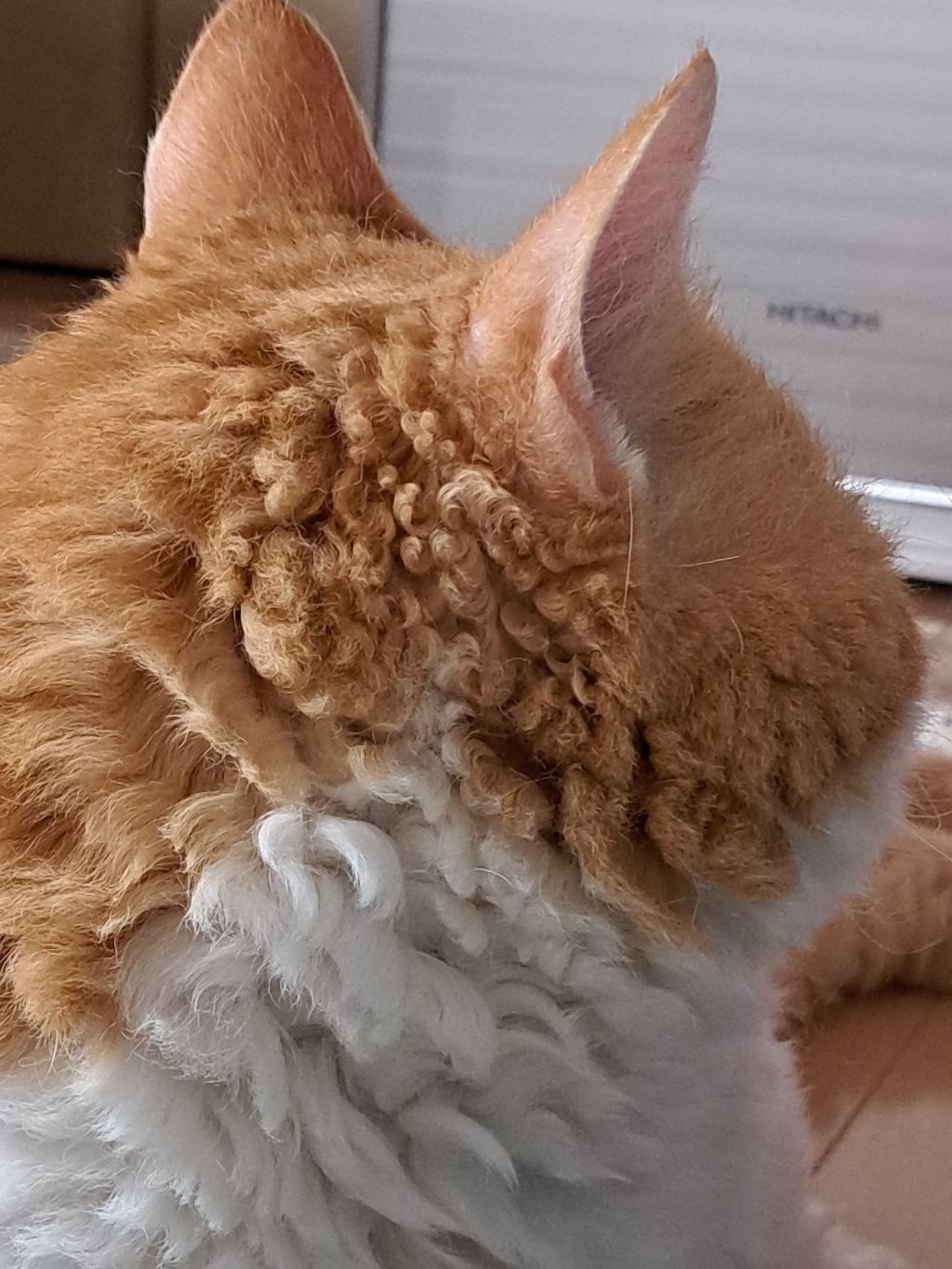 防止你没见过：摇粒绒小猫🐈 