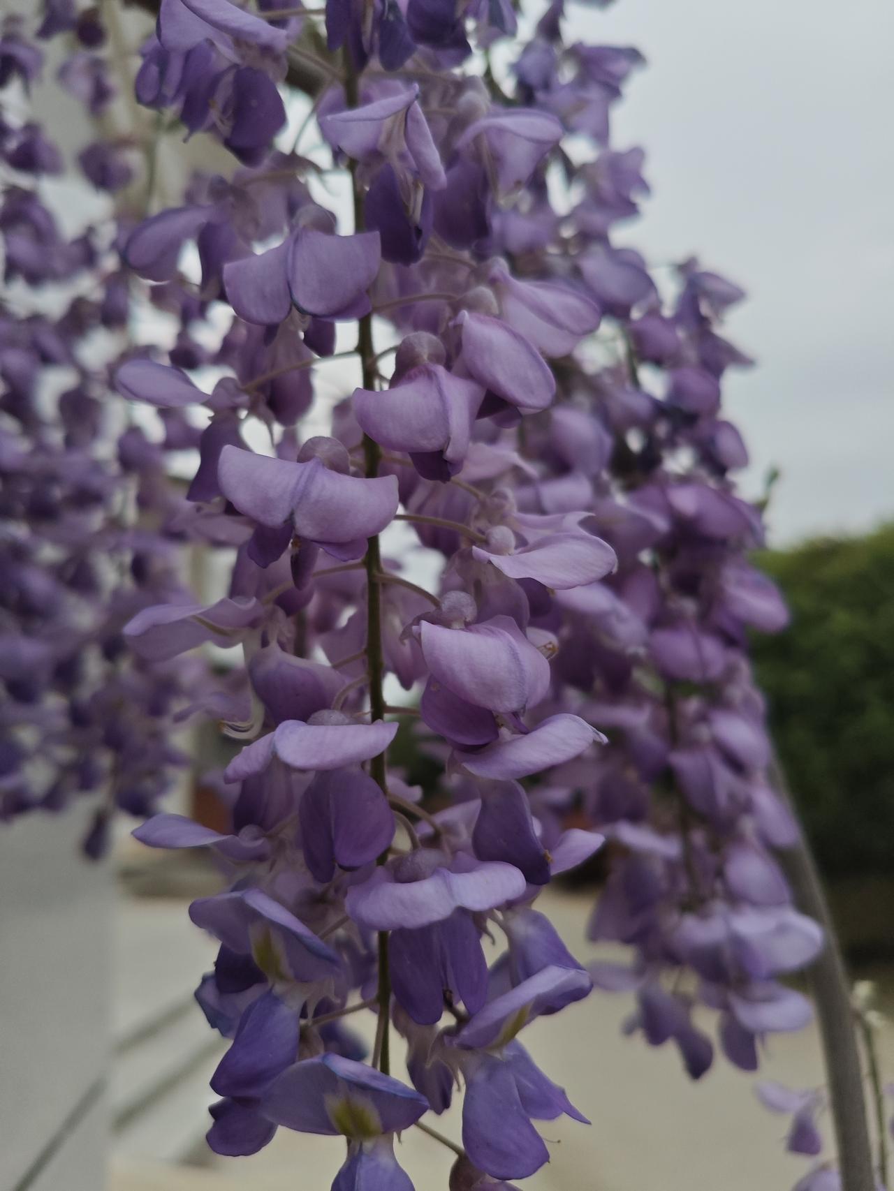 柏拉图式的精神之恋
 
柏拉图式的精神之恋，剥离了肉体的羁绊，以灵魂的共鸣为唯一