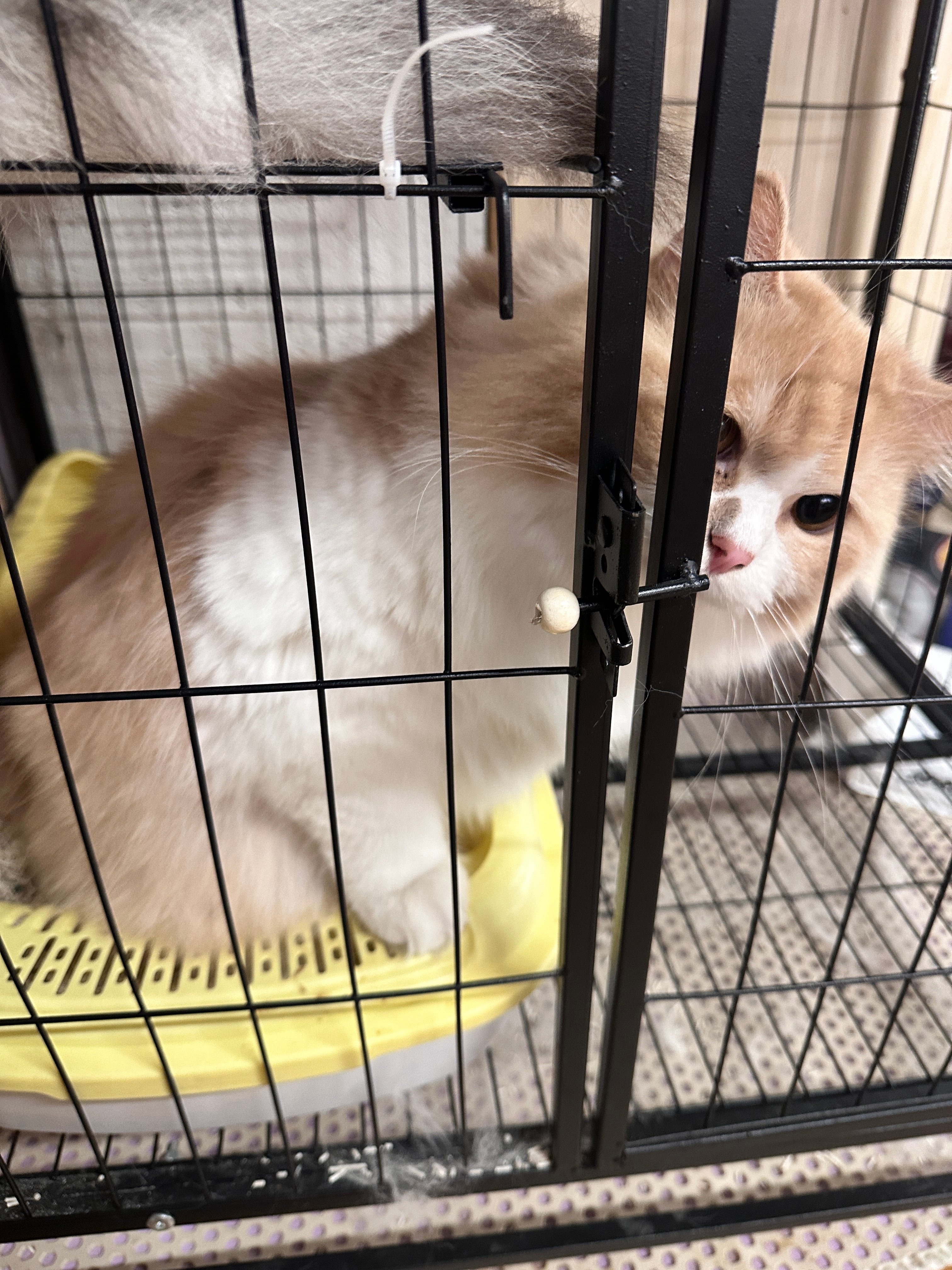 雨天 小猫 拼豆 听歌🎵 