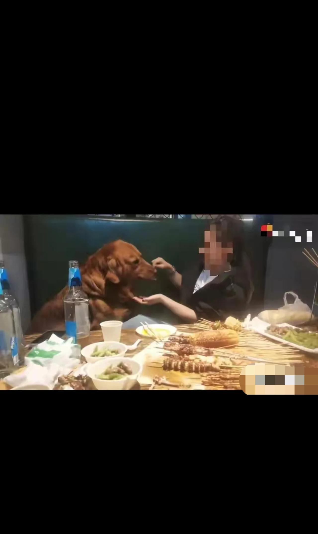 “冤吗？”辽宁大连，烧烤店内，女子让金毛狗坐在卡座上，给狗撸串，喂完把铁签放桌上