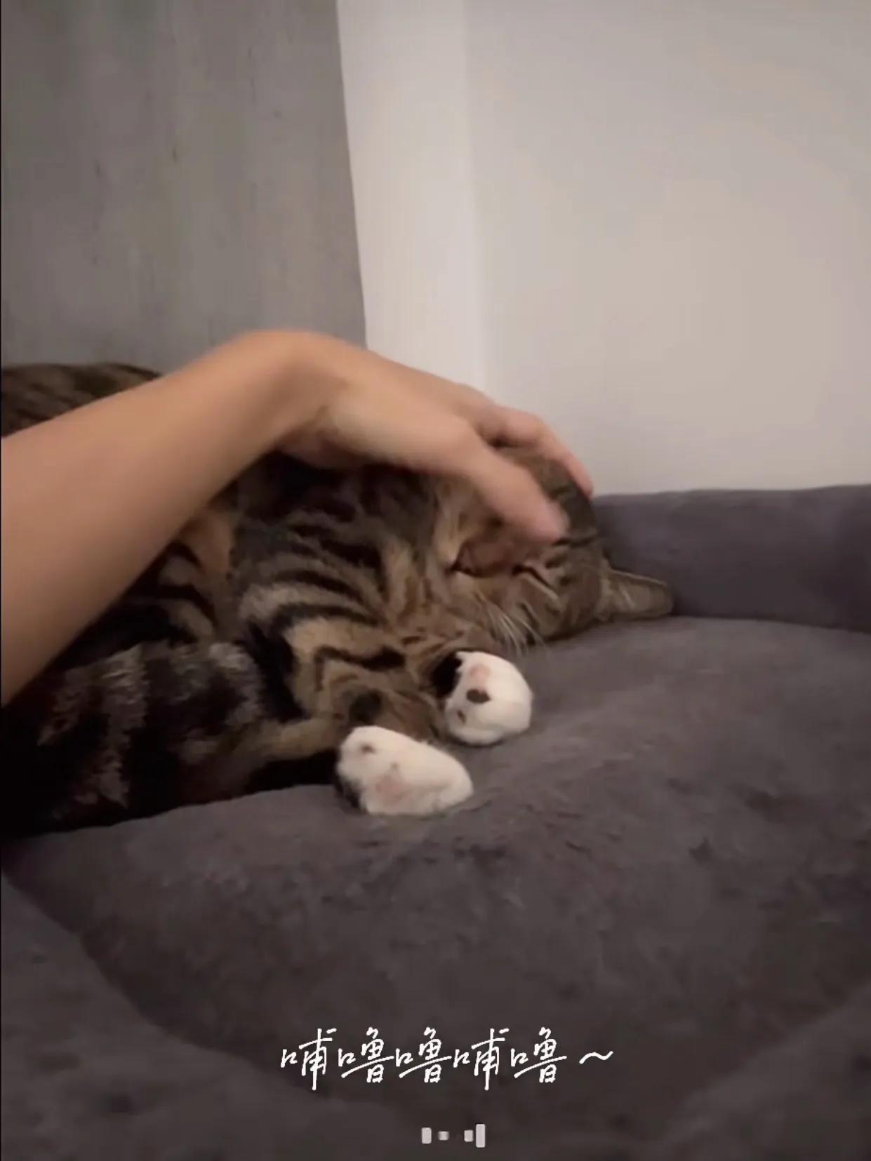 鹿宝宝的双面喵生，可爱得要命！
#猫咪# #萌宠#
