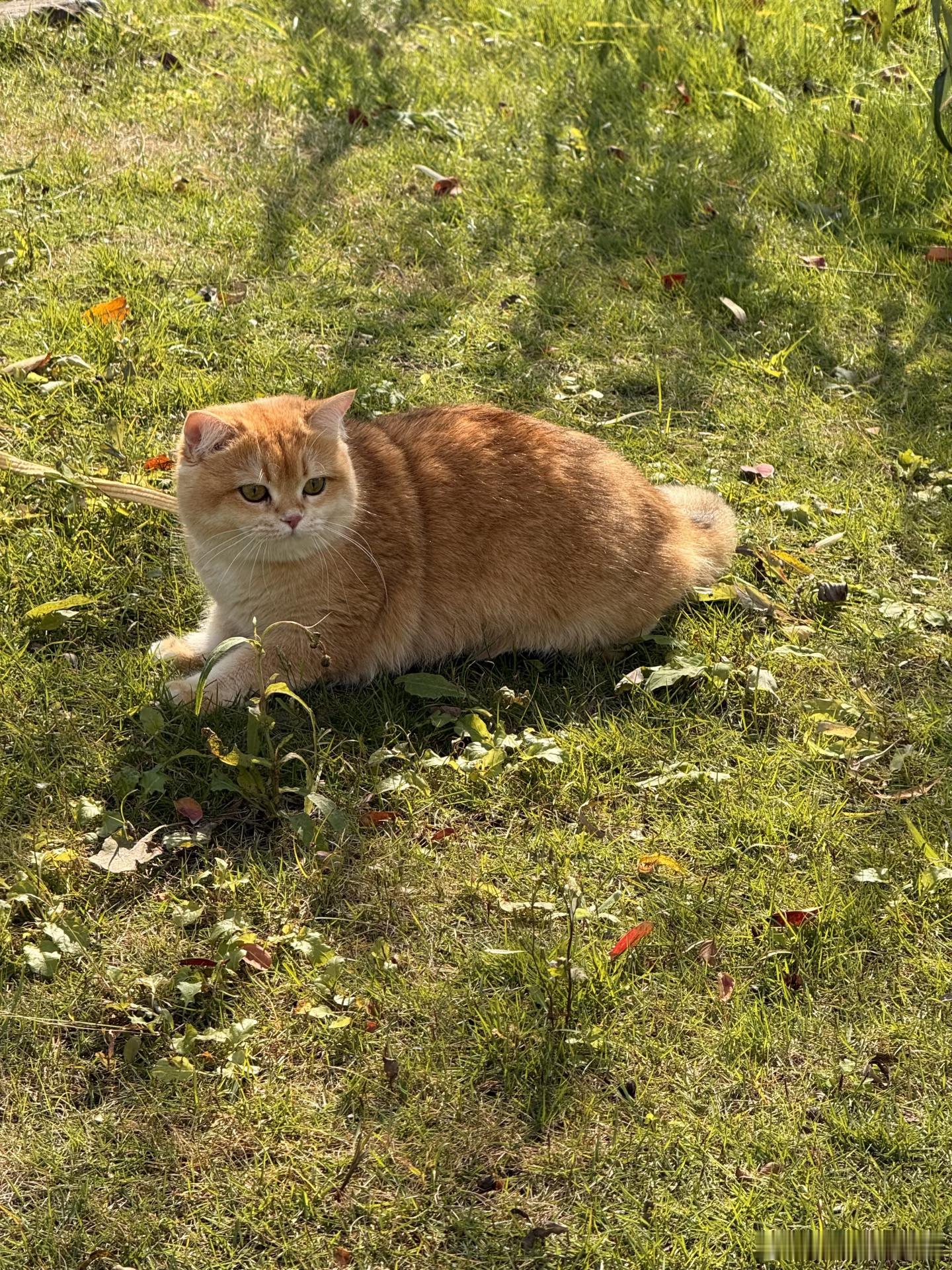 周末就是用来生活的，撸猫 
