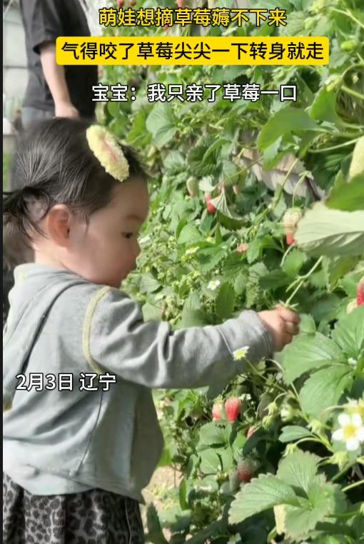 笑不活了！果然是新脑袋，好使！

辽宁，一萌娃摘草莓薅了半天，都薅不下来，气得她