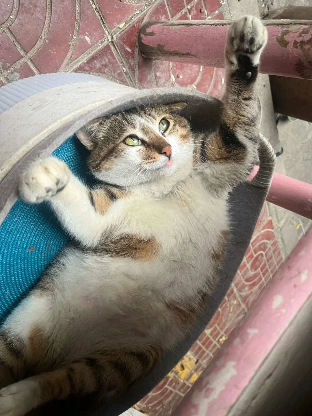 咪没招了！咪向生活投降