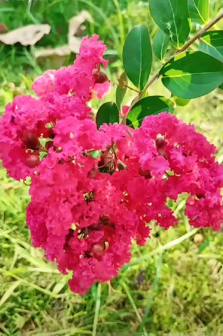 粉嫩的绣球花绽放，绿叶相衬，美不胜收！🌸🌿绚烂开放的花。