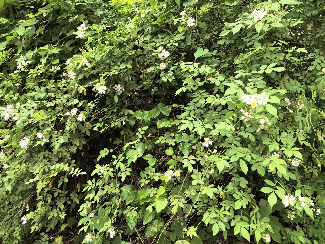 在小区里散步，看到这一丛野蔷薇，不禁让我想起小时候家里池塘边上的那一丛野蔷薇。