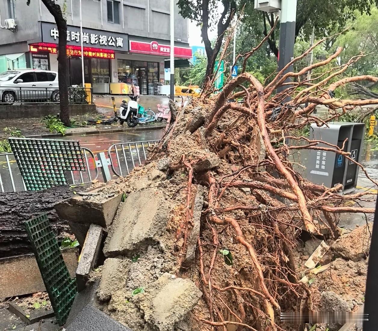 台风“红霞”的威力也太猛了
早起起来出门觅食满地狼藉
几十年的大树连根拔起一排