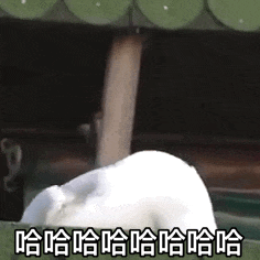 生活手记 2+2+2好多只鹅🪿哈哈哈哈哈哈 