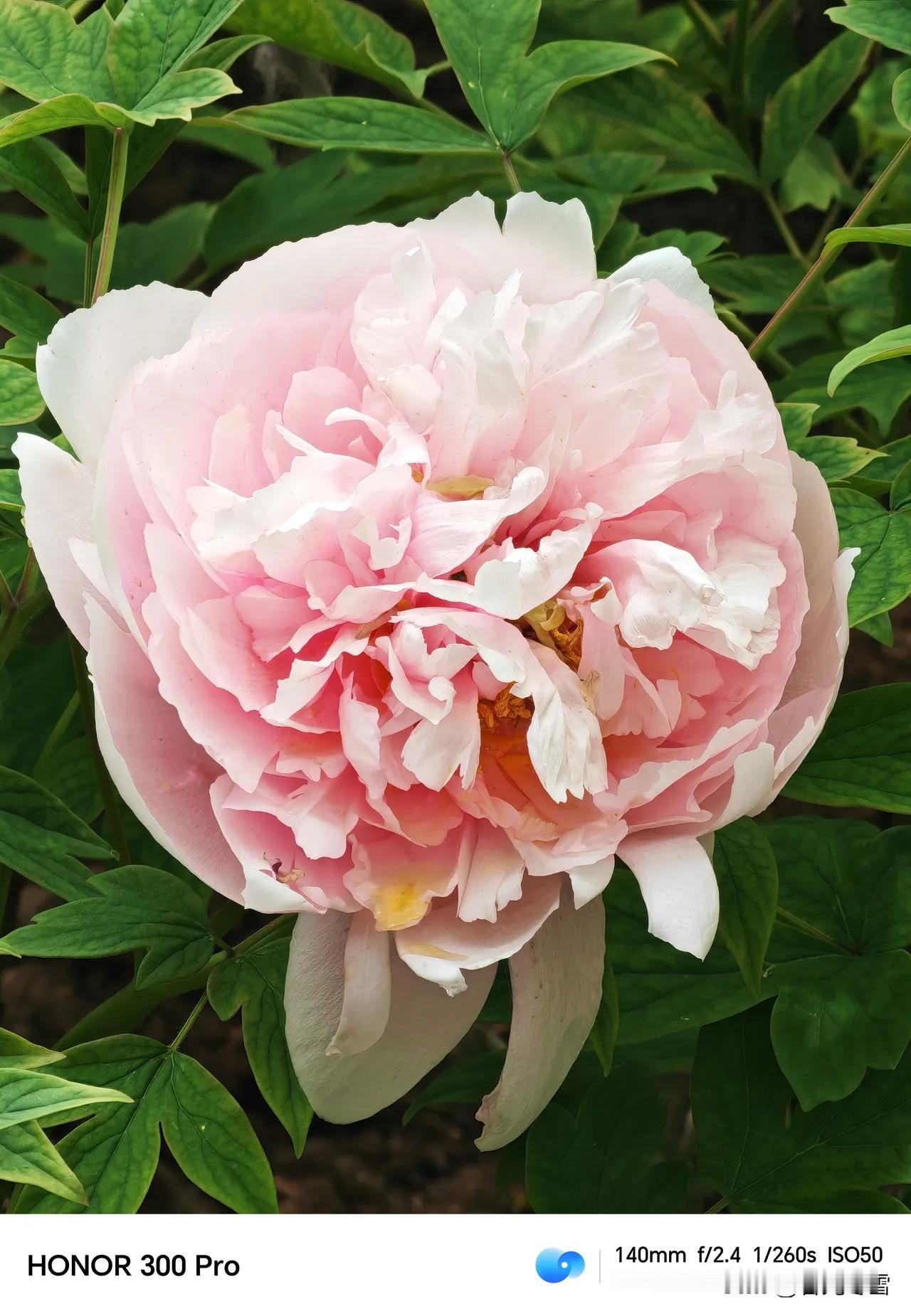 《观牡丹有感》
看完那娇艳的牡丹，我心潮澎湃！我多想让它四季都开，不只在春天绽放