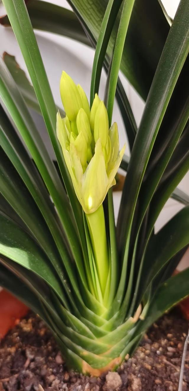 军事专家戴旭是鹰派，敢说敢干，他认为中国做为一个军事大国就应该漏其锋芒，没有战争