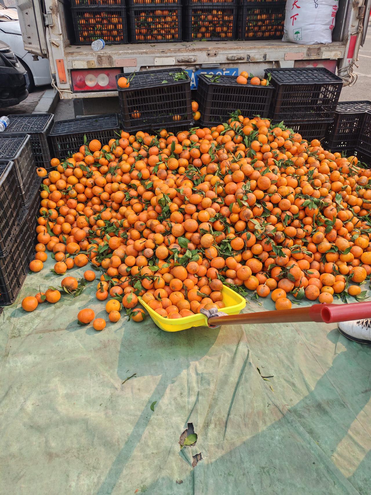 今年真是奇怪，到这个时候了，还有大车在卖沃柑，而且是很甜，水灵灵的。

记得每年